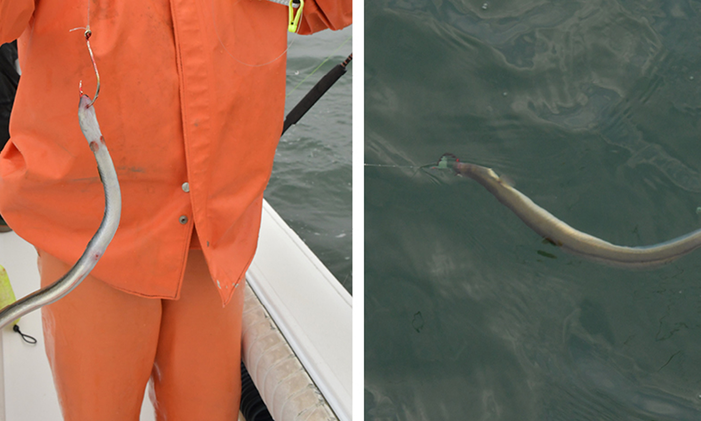 Yamaha-Fishin-SaltVol17No7EelsTaleimage2.jpg The American eel is a favorite snack of striped bass and cobia.