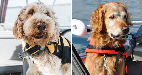 Yamaha-Boaters-Log-22DogsonBoatimage1-(1).jpg Yamaha-Boaters-Log-22DogsonBoatimage1-(1).jpg