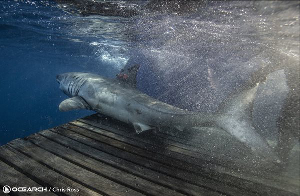 OCEARCH_ExpeditionNorthbound2023_ChrisRoss_Umi_J8A0160_WM.jpg OCEARCH_ExpeditionNorthbound2023_ChrisRoss_Umi_J8A0160_WM.jpg