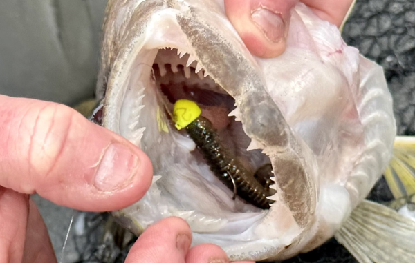 Yamaha-FishinVol18No1SpringWalleyeTipsimage2.jpg With today’s clear water, walleyes are more boat shy than ever. Reaching distant fish is key and a jig tipped with a modern soft plastic is a great choice, especially early in the season.