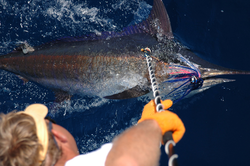 TaggingFish3.jpg TaggingFish3.jpg