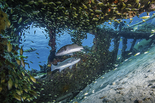 Yamaha-Boaters-LogVol12No11DryTortugasimage5.jpg Yamaha-Boaters-LogVol12No11DryTortugasimage5.jpg