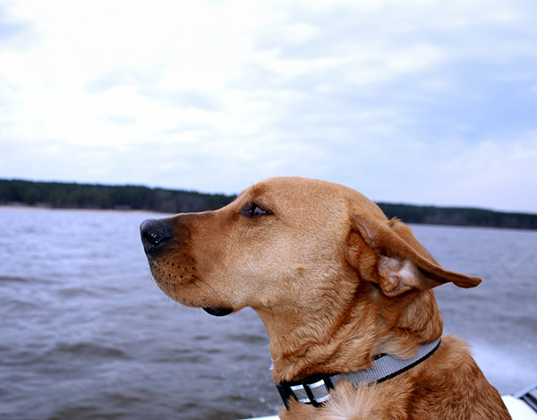 Yamaha-Boaters-Log-22DogsonBoatimage4.jpg Yamaha-Boaters-Log-22DogsonBoatimage4.jpg
