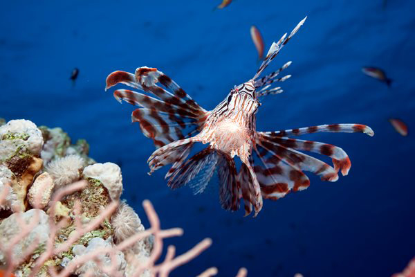 LionFish1.jpg LionFish1.jpg