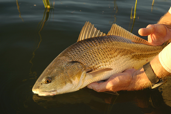 Yamaha-Boaters-Log-23GoldenIslesimage3.jpg Yamaha-Boaters-Log-23GoldenIslesimage3.jpg