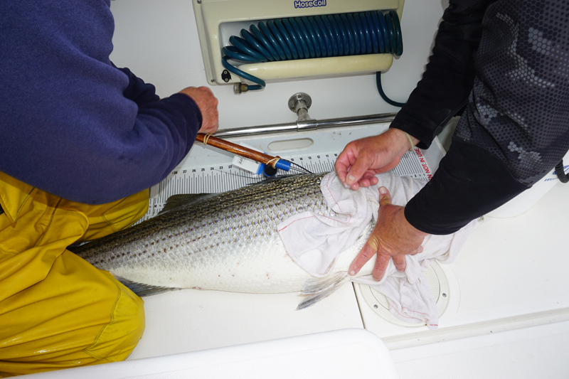 TaggingFish2.jpg TaggingFish2.jpg