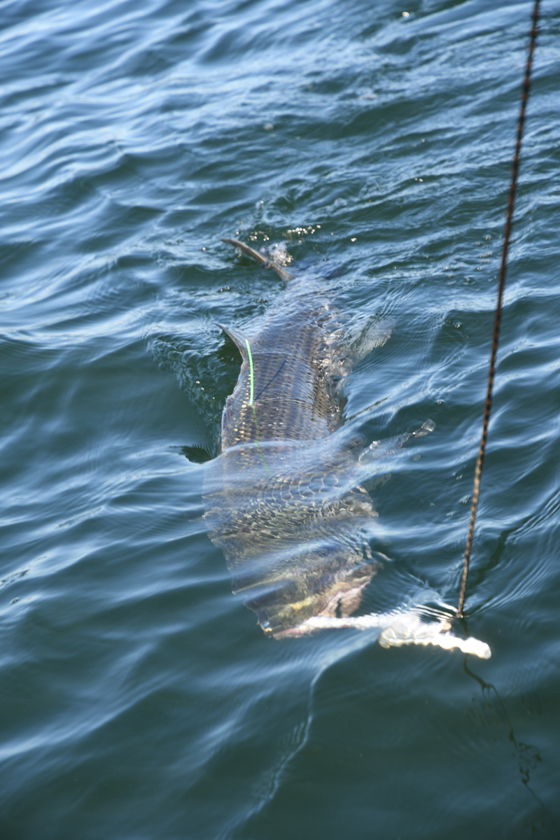 TaggingFish5.jpg TaggingFish5.jpg