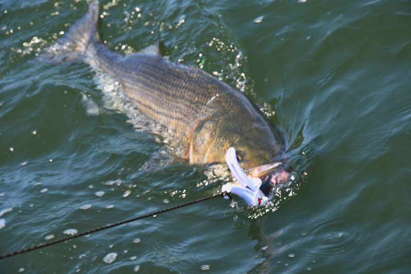 TaggingFish6.jpg TaggingFish6.jpg